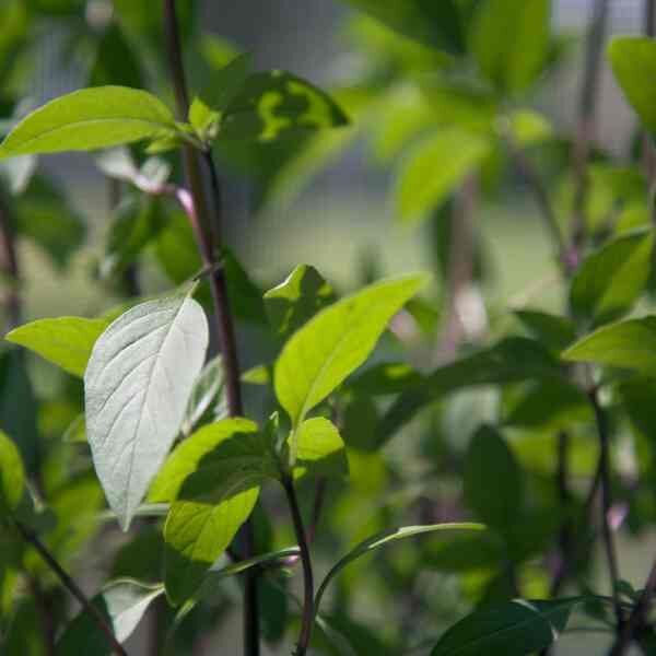 herb-thai-basil-seeds-2 herb-thai-basil-seeds-2