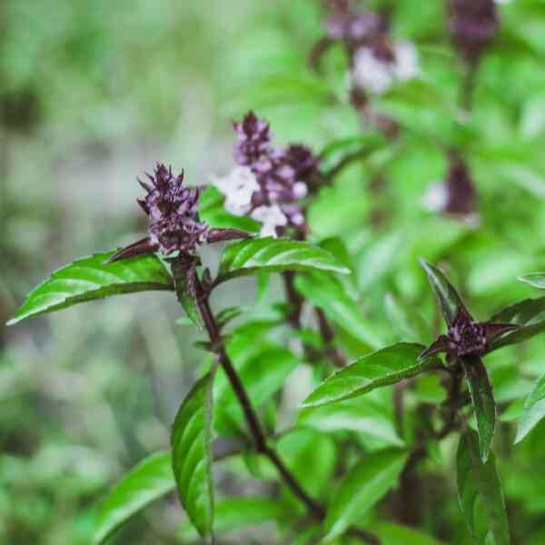 herb-thai-basil-seeds-3 herb-thai-basil-seeds-3