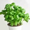 lemon-basil-seeds-2