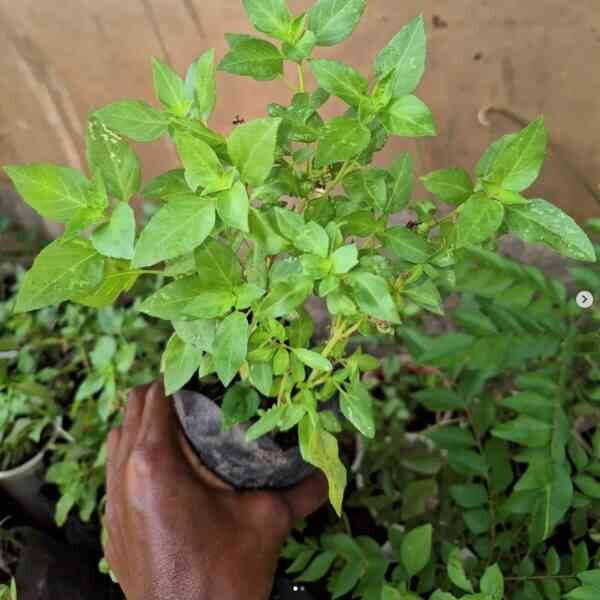 lemon-basil-seeds-6
