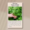 parsley-giant-of-italy-front