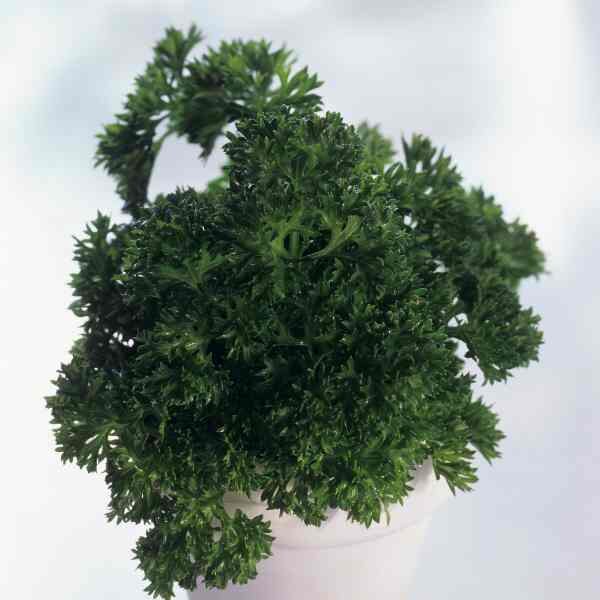 parsley-triple-curl-seeds-2 parsley-triple-curl-seeds-2