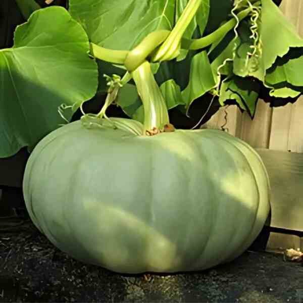 pumpkin-jarrahdale-seeds-1 pumpkin-jarrahdale-seeds-1