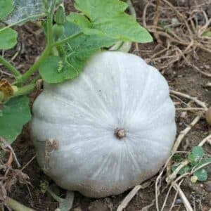 pumpkin-jarrahdale-seeds-2