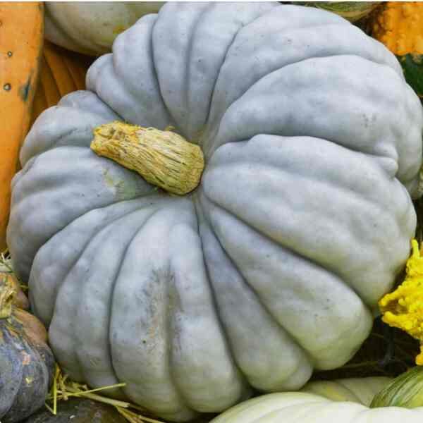pumpkin-jarrahdale-seeds-4 pumpkin-jarrahdale-seeds-4