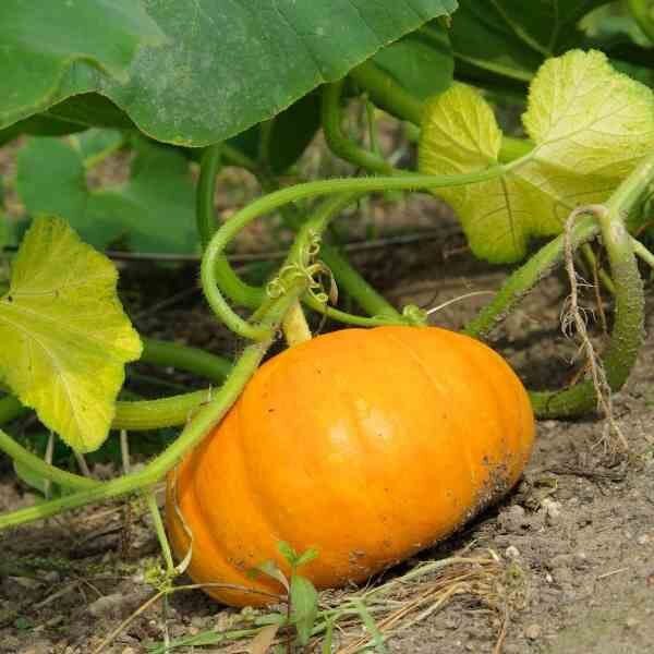 pumpkin-small-sugar-seeds-1 pumpkin-small-sugar-seeds-1