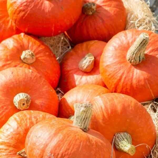 pumpkin-small-sugar-seeds-5 pumpkin-small-sugar-seeds-5