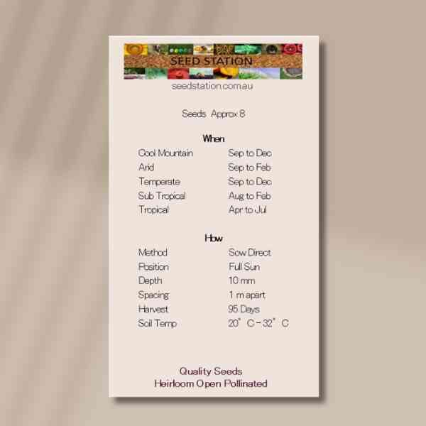 pumpkin-waltham-butternut-back pumpkin-waltham-butternut-back