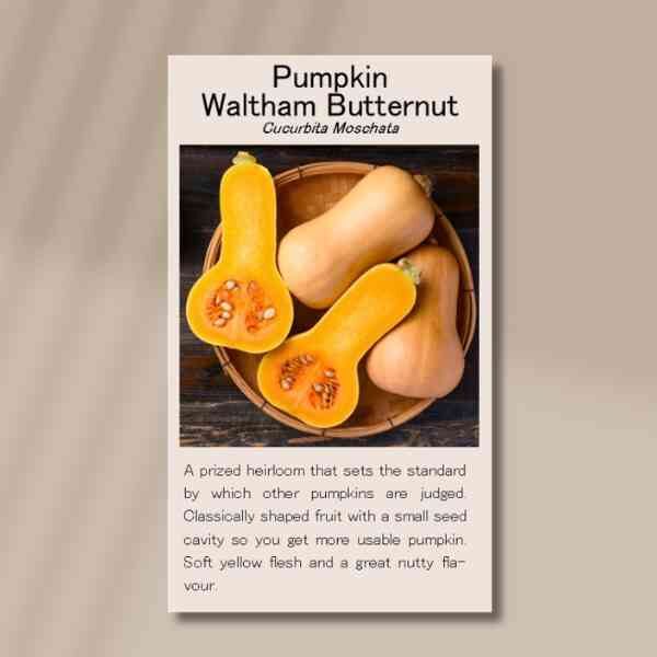 pumpkin-waltham-butternut-front pumpkin-waltham-butternut-front
