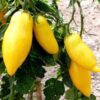 tomate_banana_legs_seeds
