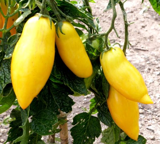 tomate_banana_legs_seeds tomate_banana_legs_seeds