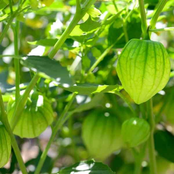 tomatillo-verde-puebla-seeds-1 tomatillo-verde-puebla-seeds-1