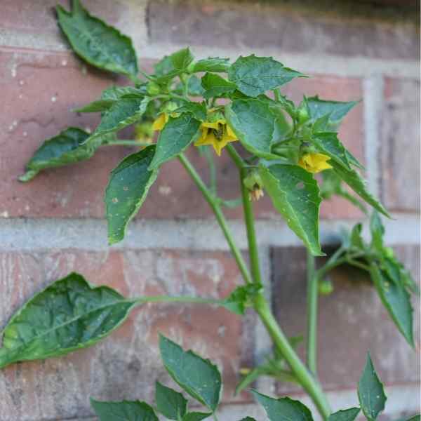 tomatillo-verde-puebla-seeds-3 tomatillo-verde-puebla-seeds-3