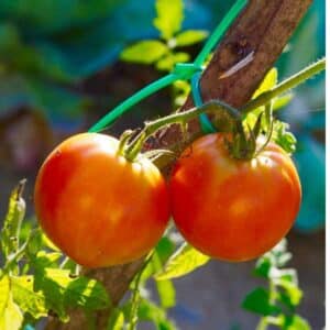 Tomato Arcadia