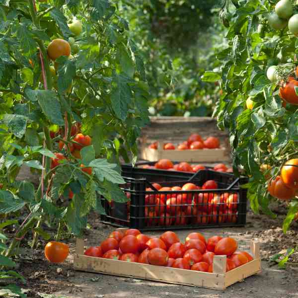 tomato arcadia seeds 2