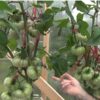 tomato-brandy-wine-pink-seeds-1