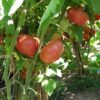tomato-brandy-wine-pink-seeds-2