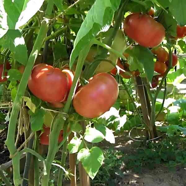 tomato-brandy-wine-pink-seeds-2 tomato-brandy-wine-pink-seeds-2