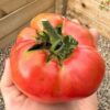 tomato-brandy-wine-pink-seeds-3