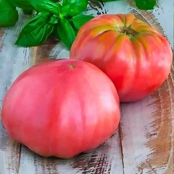 tomato brandywine pink seeds 6