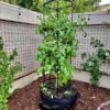 tomato-break-o-day-seeds-12
