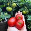 tomato-break-o-day-seeds-13