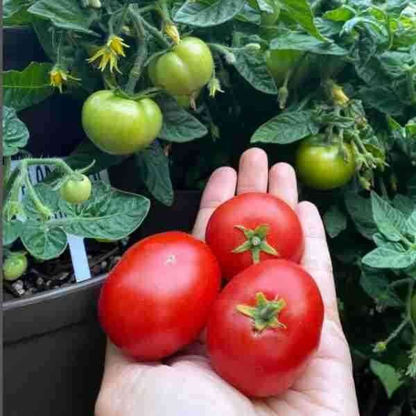 tomato-break-o-day-seeds-13 tomato-break-o-day-seeds-13