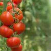 tomato-break-o-day-seeds-14