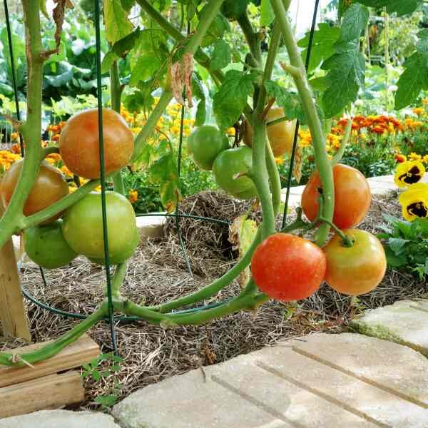 tomato-burnley-gem-seeds-1 tomato-burnley-gem-seeds-1