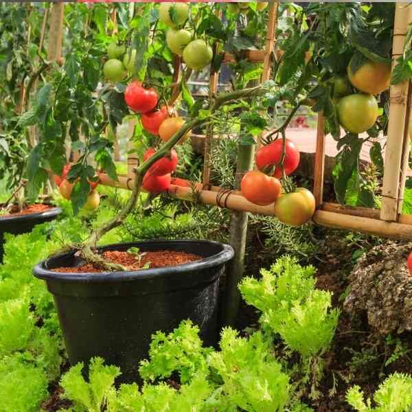 tomato-burnley-gem-seeds-2 tomato-burnley-gem-seeds-2