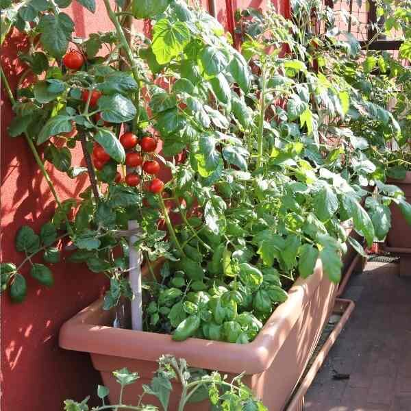 tomato-burnley-gem-seeds-3 tomato-burnley-gem-seeds-3