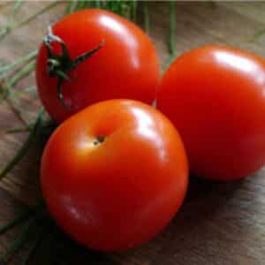 Tomato Campbell 33