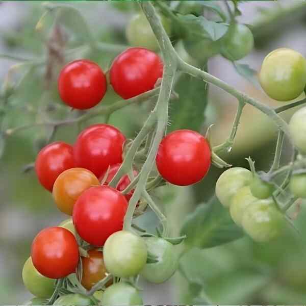 tomato-cherry-cocktail-seeds-6 tomato-cherry-cocktail-seeds-6