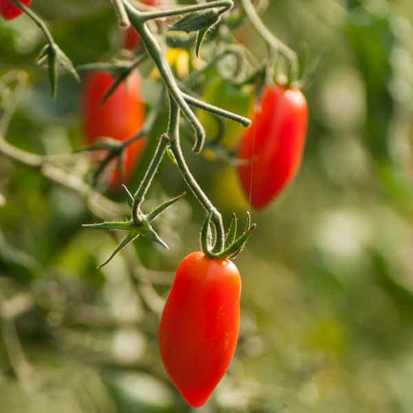 tomato cherry roma seeds 2