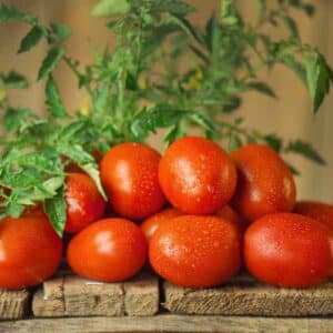 Tomato Cherry Roma