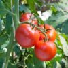 tomato-feldner-36-seeds-1