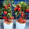 tomato-feldner-36-seeds-3