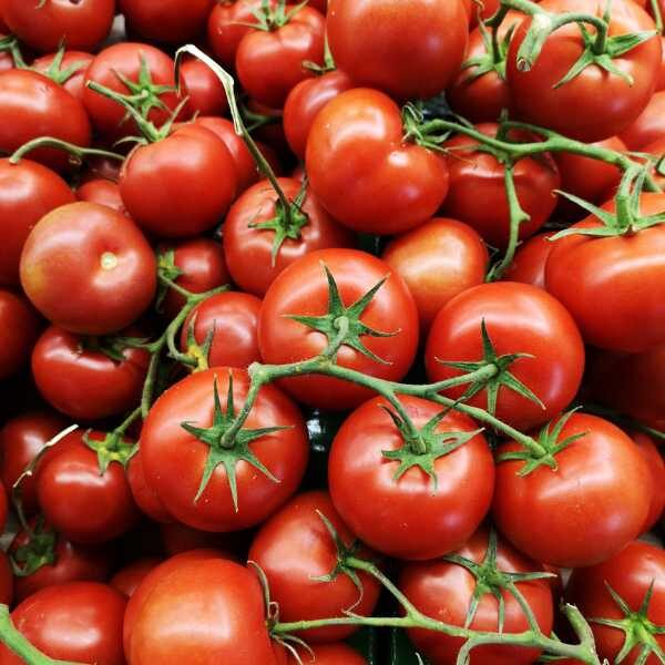 tomato-feldners-seeds tomato-feldners-seeds