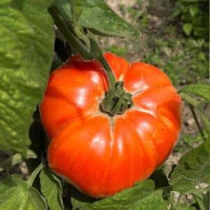 tomato-german-johnson-seeds-1