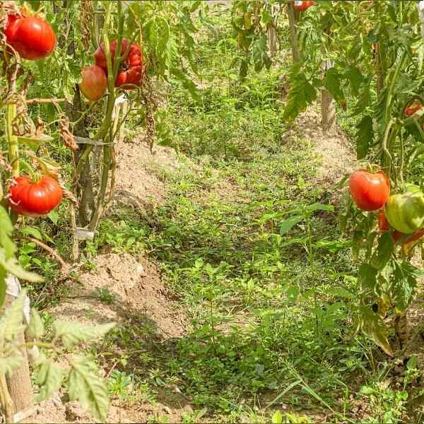 tomato-german-johnson-seeds-2 tomato-german-johnson-seeds-2