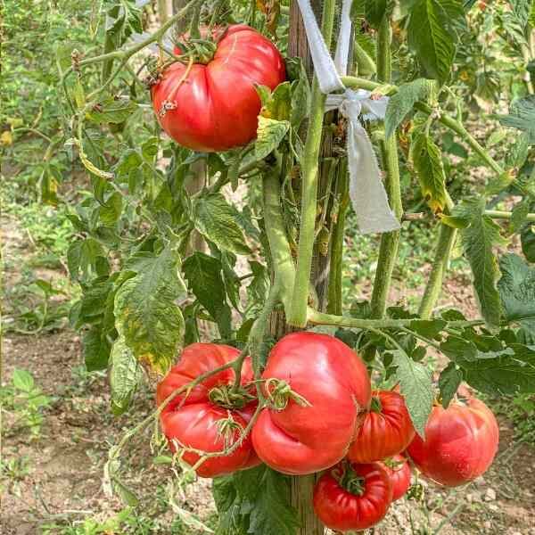 tomato-german-johnson-seeds-3 tomato-german-johnson-seeds-3