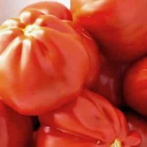 Tomato German Johnson