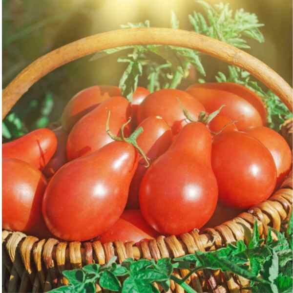 tomato-red-fig-seeds tomato-red-fig-seeds