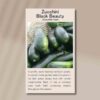 zucchini-black-beauty-front
