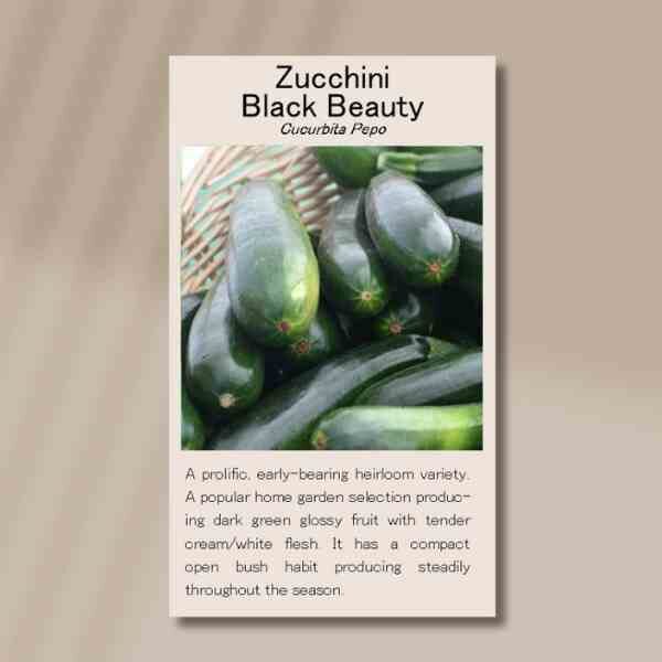 zucchini-black-beauty-front zucchini-black-beauty-front