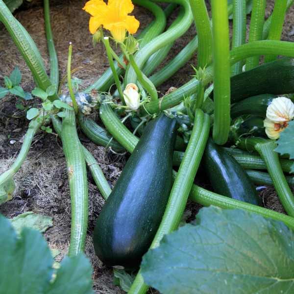 zucchini-black-beauty-seeds-1 zucchini-black-beauty-seeds-1