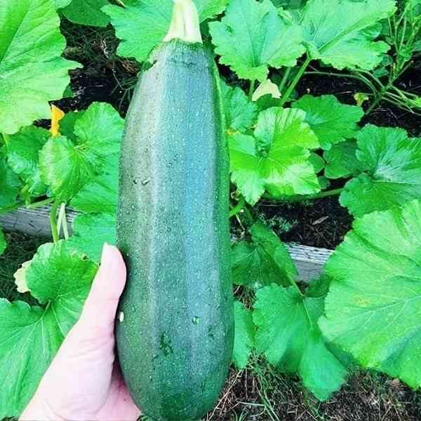 zucchini-black-beauty-seeds-6 zucchini-black-beauty-seeds-6