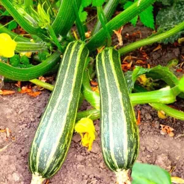 zucchini-cocozelle-seeds-3 zucchini-cocozelle-seeds-3