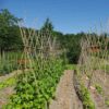 bean-climbing-kentucky-wonder-seeds-1