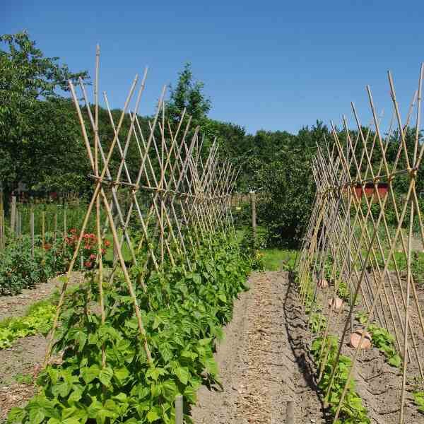 bean-climbing-kentucky-wonder-seeds-1 bean-climbing-kentucky-wonder-seeds-1